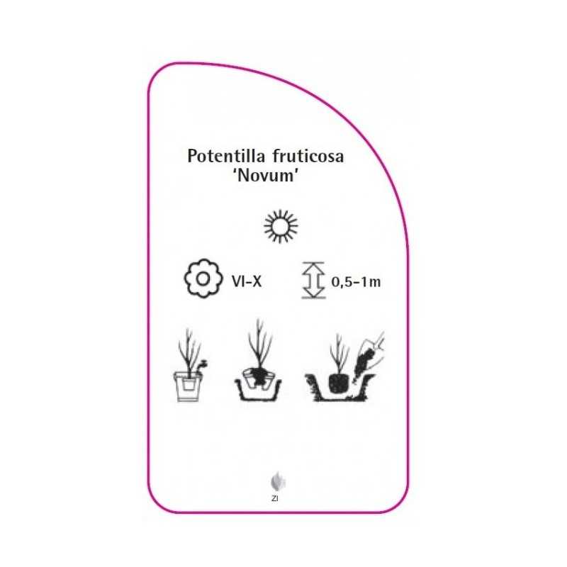 potentilla-fruticosa-novum-0