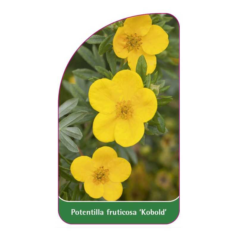 potentilla-fruticosa-kobold-1