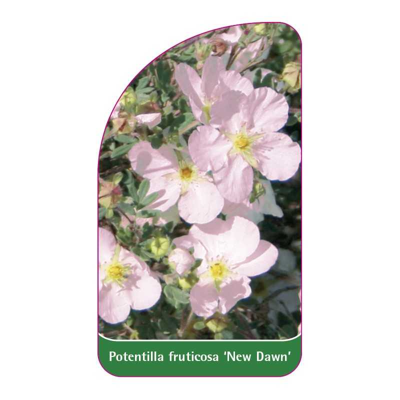 potentilla-fruticosa-new-dawn-1