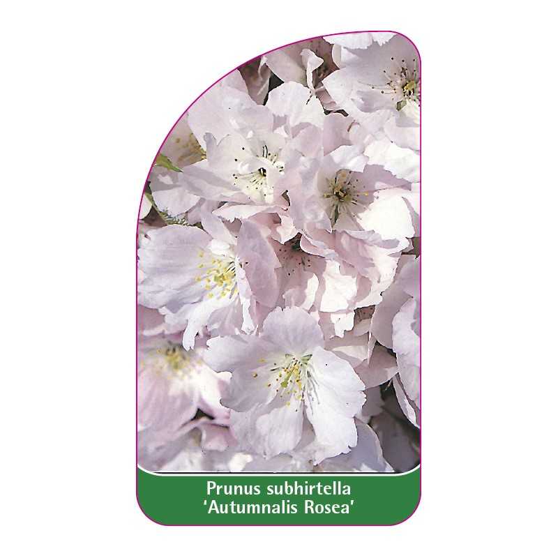 prunus-x-subhirtella-autumnalis-rosea-1