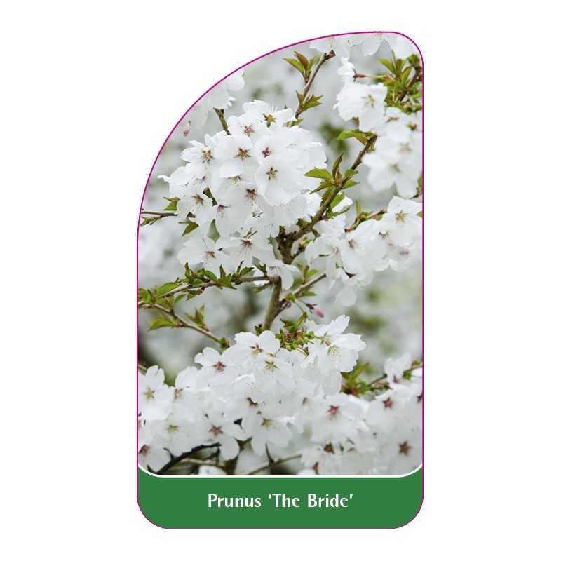 prunus-the-bride-1