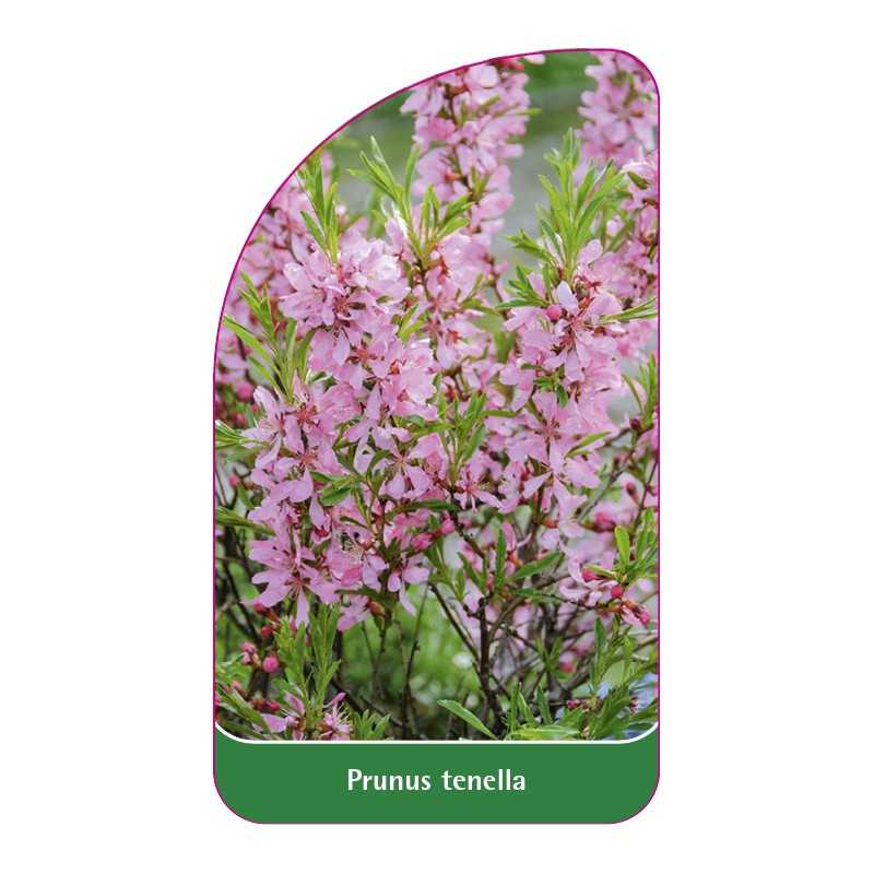 prunus-tenella1