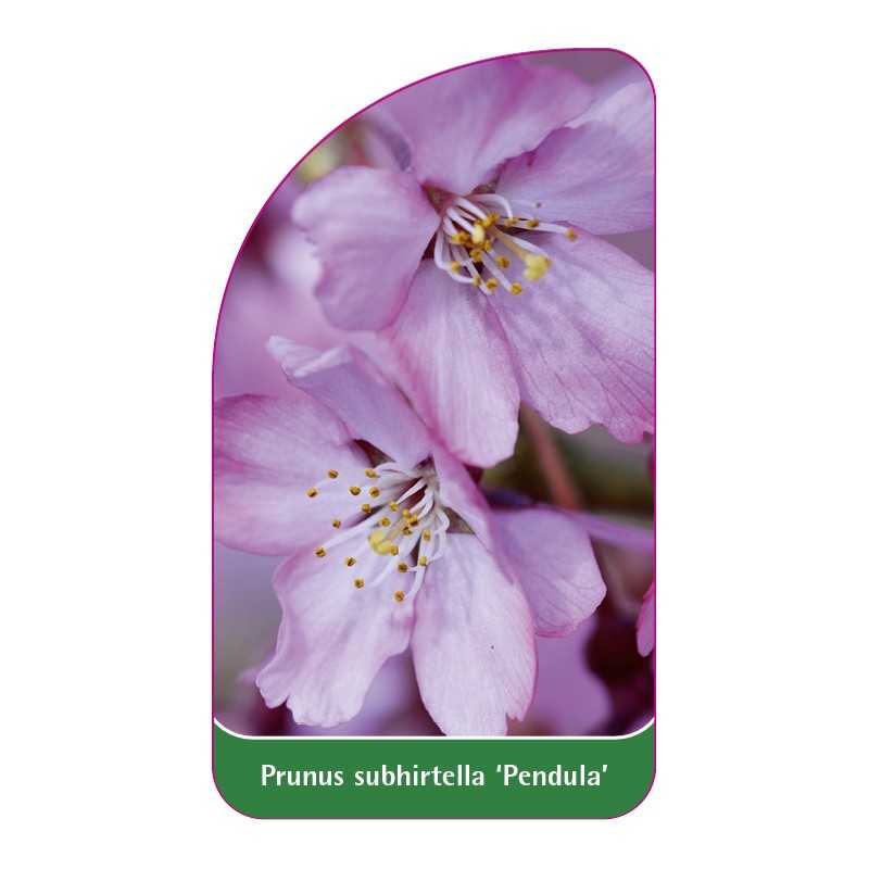 prunus-subhirtella-pendula-1