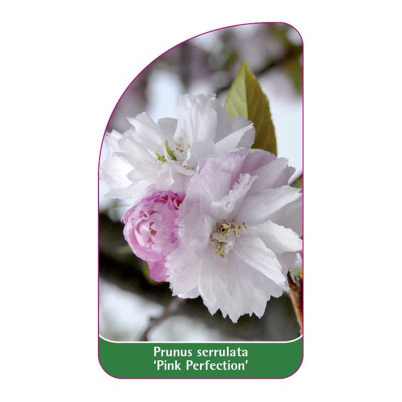 prunus-serrulata-pink-perfection-1