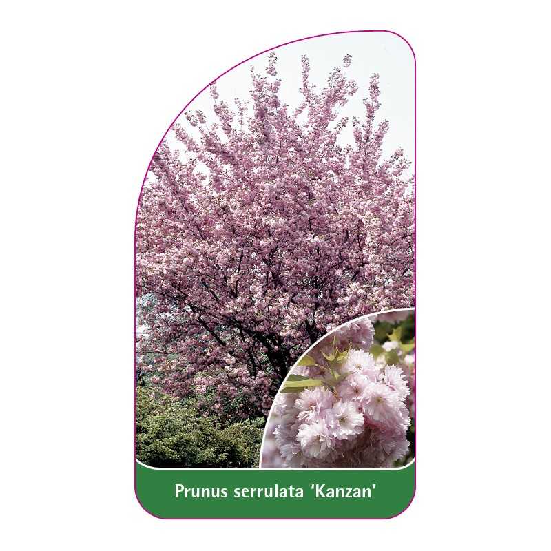 prunus-serrulata-kanzan-a-drzewo1