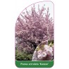 prunus-serrulata-kanzan-a-drzewo1
