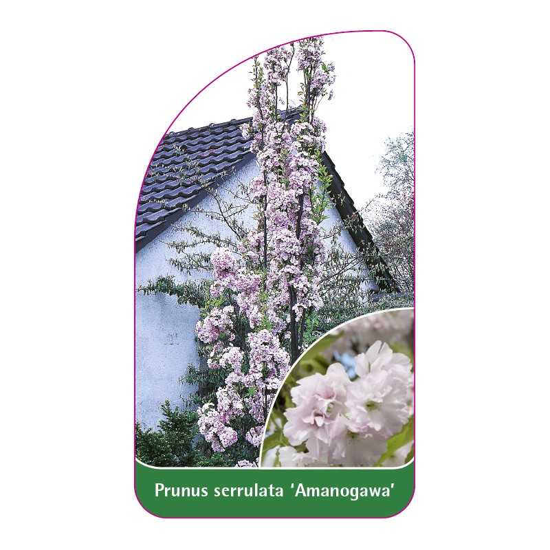 prunus-serrulata-amanogawa-a-drzewo1
