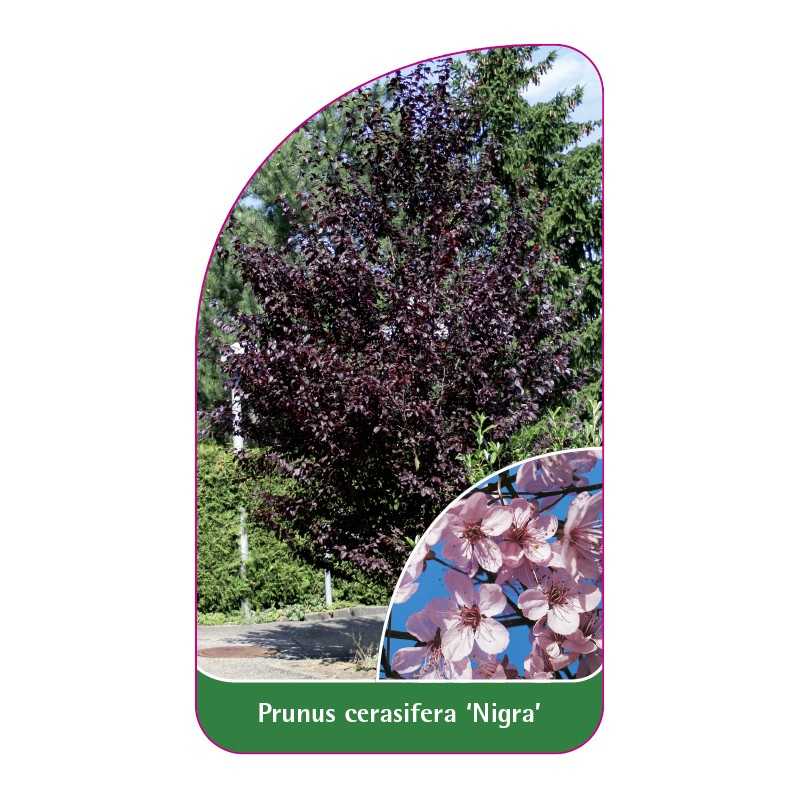 prunus-cerasifera-nigra-a1