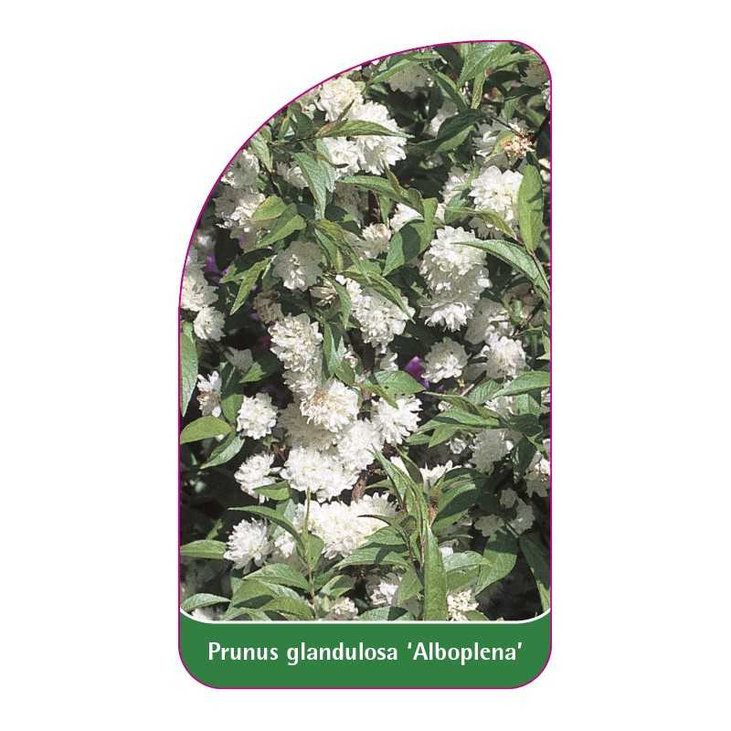 prunus-glandulosa-alba-plena-1