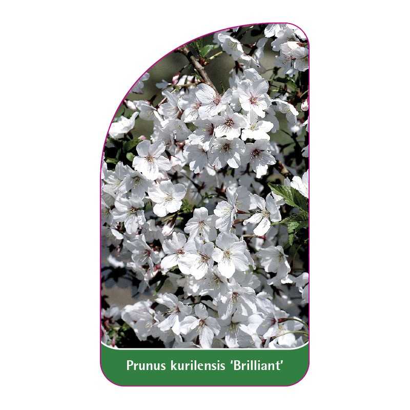 prunus-kurilensis-brilliant-1