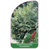 prunus-laurocerasus-rotundifolia-1