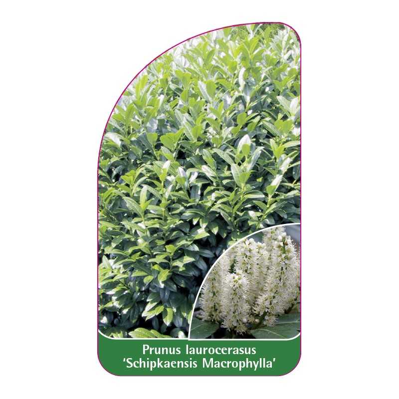 prunus-laurocerasus-schipkaensis-macrophylla-1