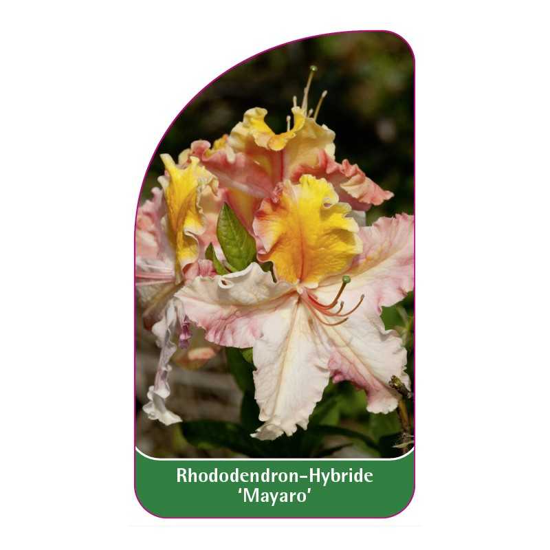 rhododendron-hybride-mayaro-1