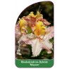 rhododendron-hybride-mayaro-1