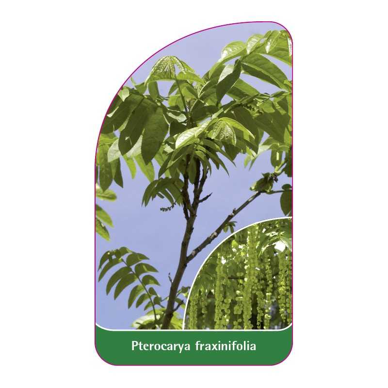 pterocarya-fraxinifolia1