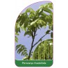 pterocarya-fraxinifolia1