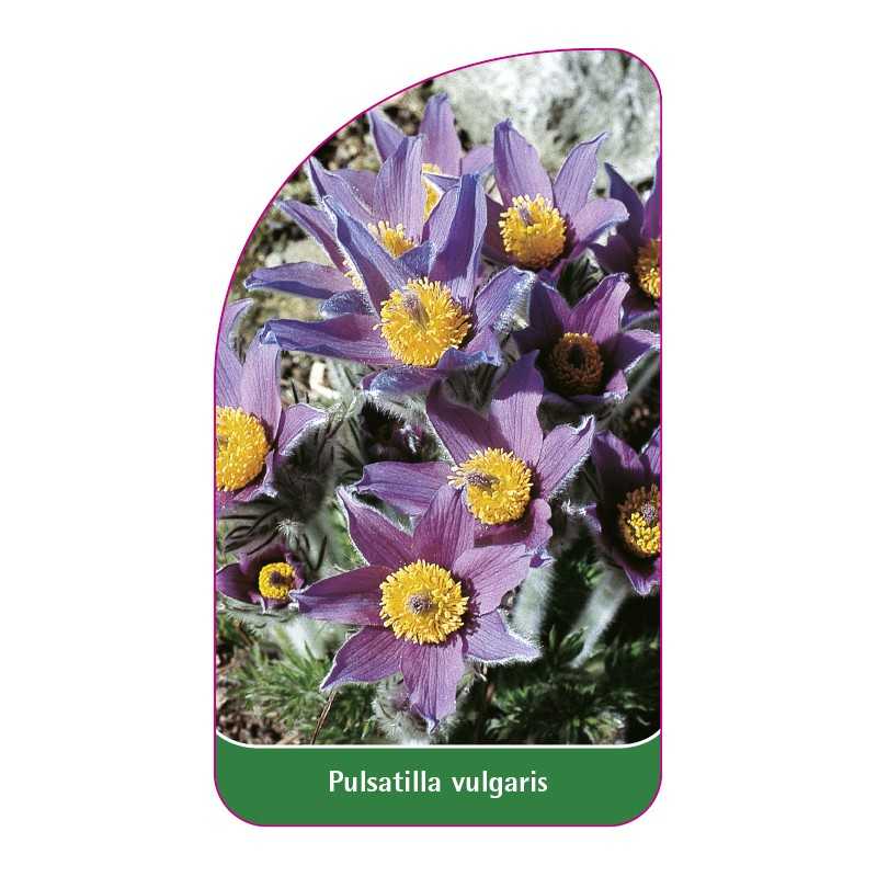 pulsatilla-vulgaris1