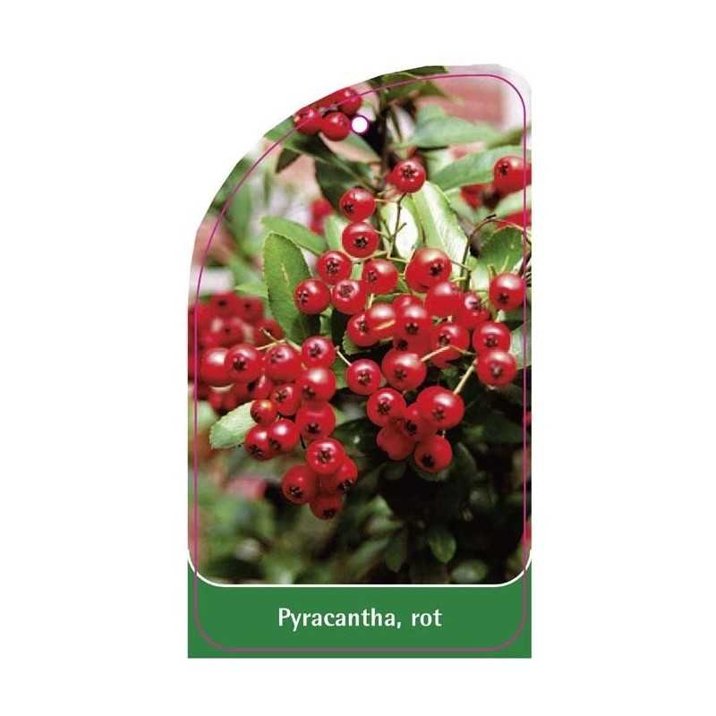 pyracantha-rot-a1