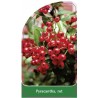 pyracantha-rot-a1