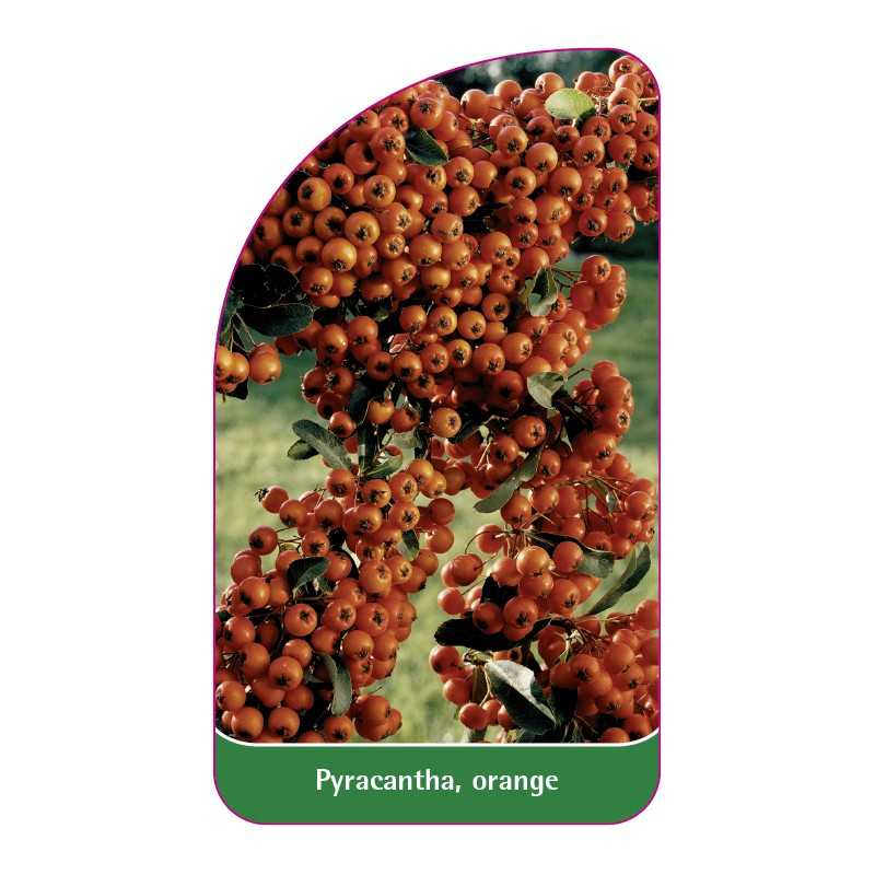 pyracantha-orange1