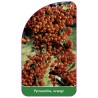 pyracantha-orange1
