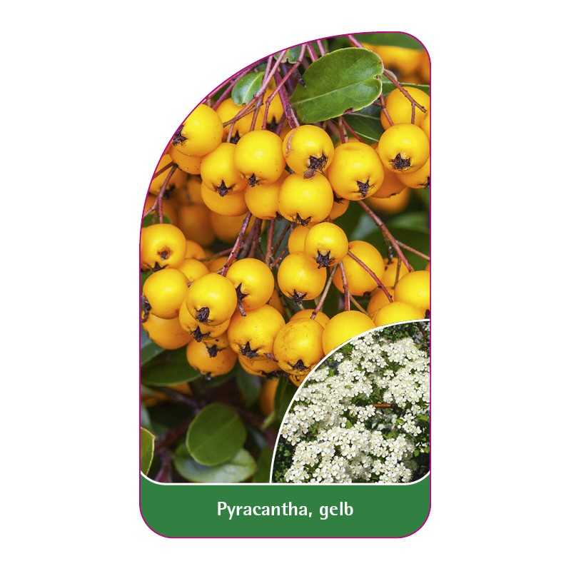 pyracantha-gelb1