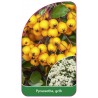 pyracantha-gelb1