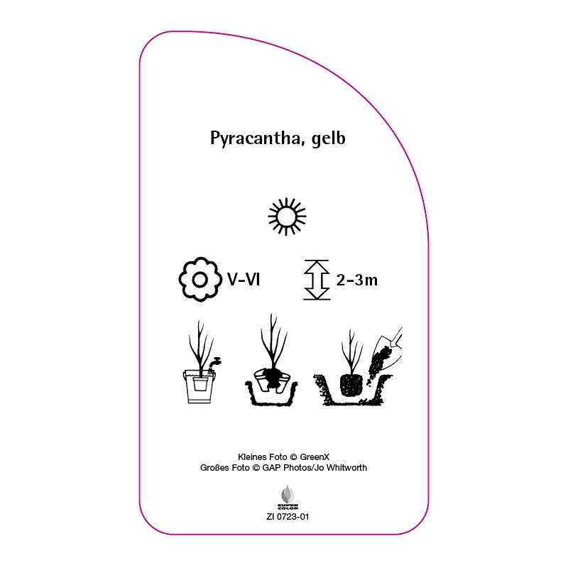 pyracantha-gelb0