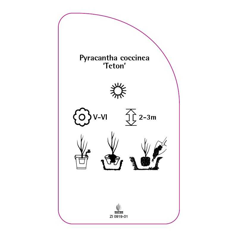 pyracantha-teton-0
