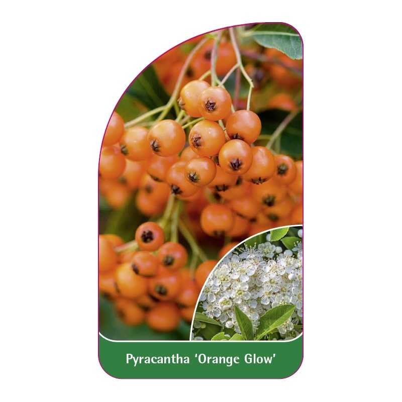pyracantha-orange-glow-1