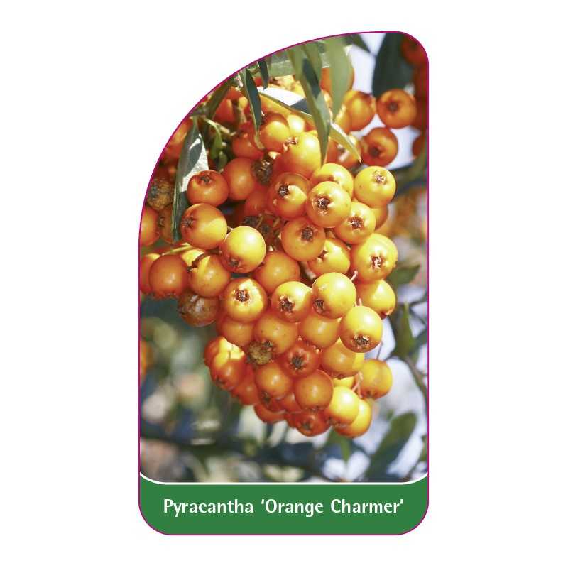 pyracantha-orange-charmer-1