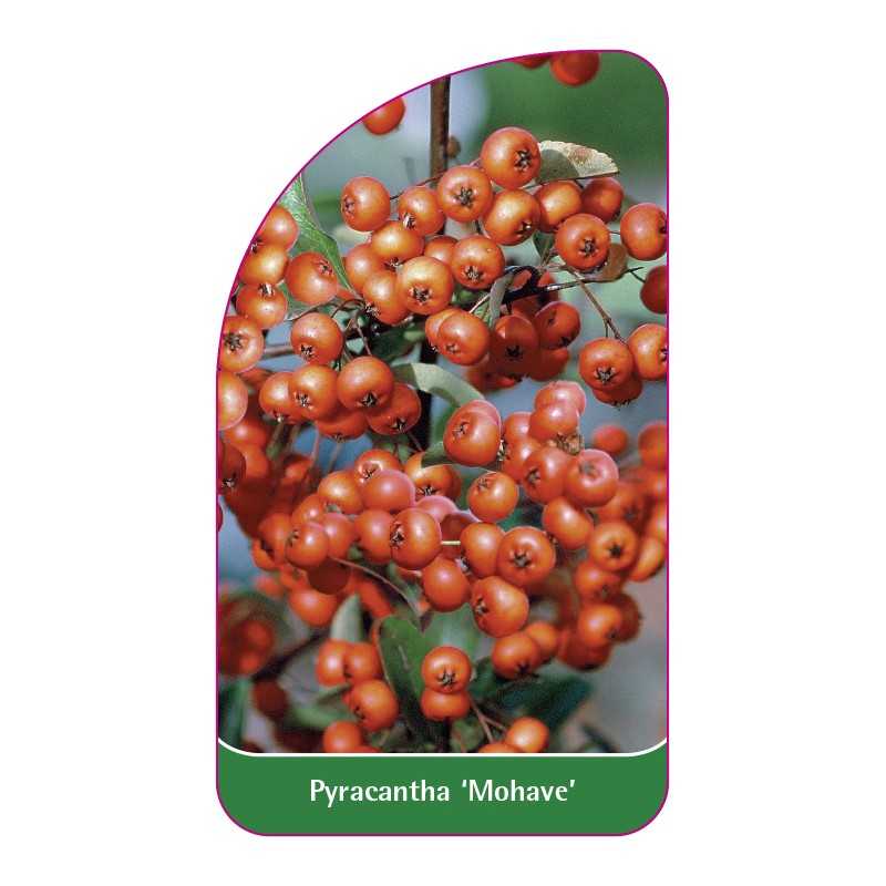 pyracantha-mohave-1