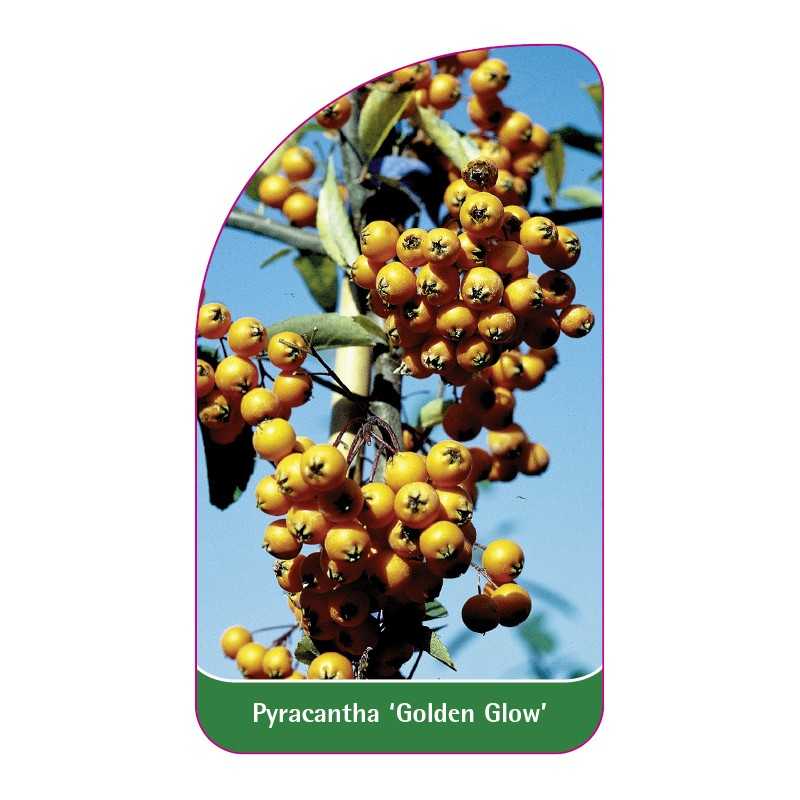 pyracantha-golden-glow-1