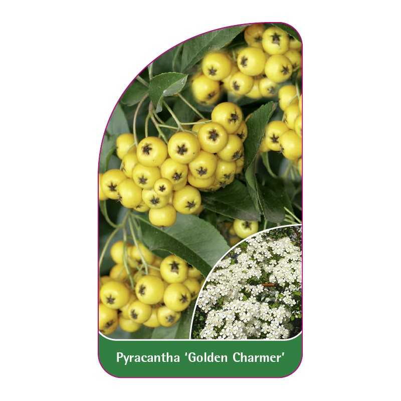 pyracantha-golden-charmer-1