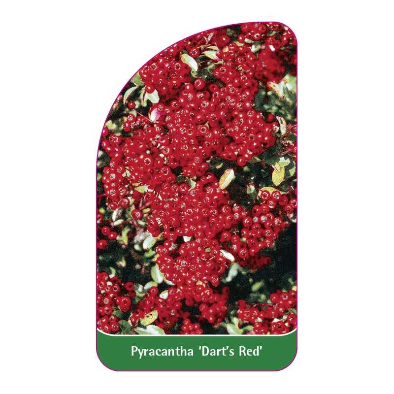 pyracantha-dart-s-red-1
