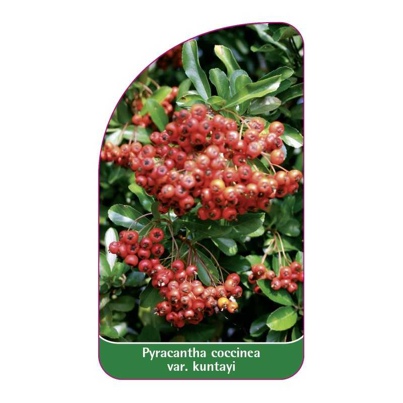 pyracantha-coccinea-saphyr-orange-cadorou-1