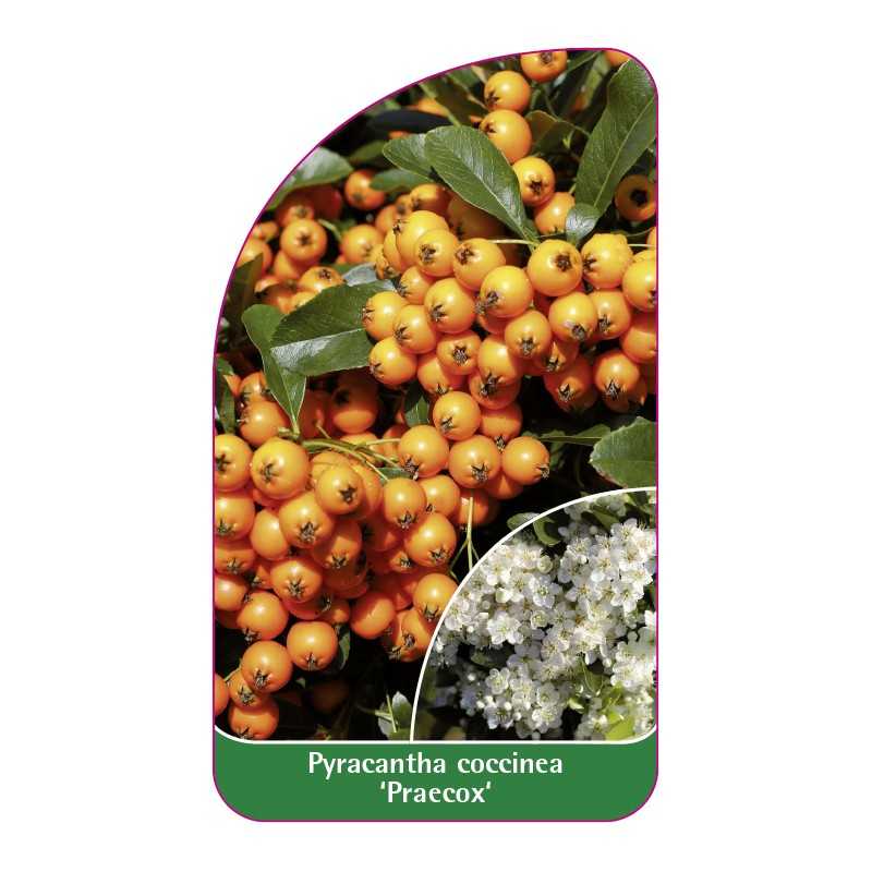 pyracantha-coccinea-praecox-1