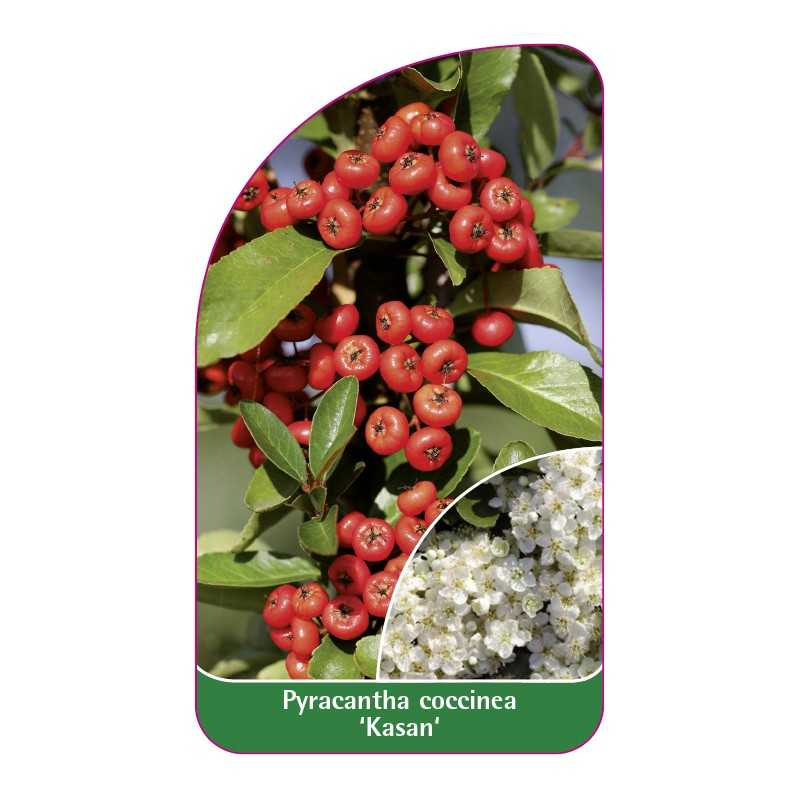 pyracantha-coccinea-kasan-1