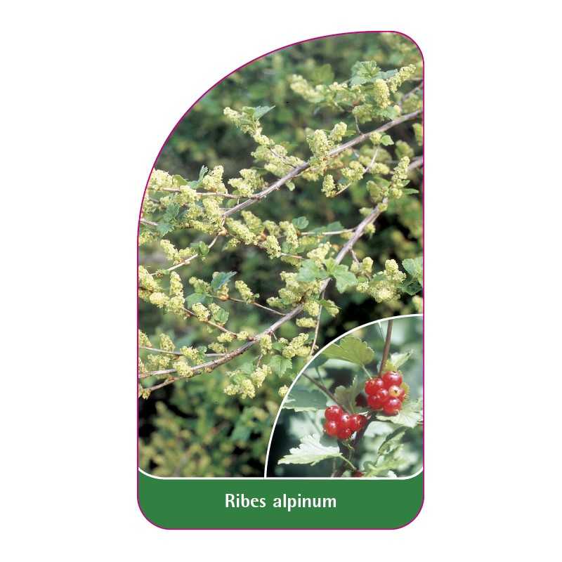 ribes-alpinum1