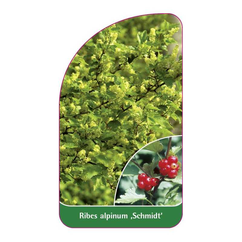 ribes-alpinum-schmidt-1
