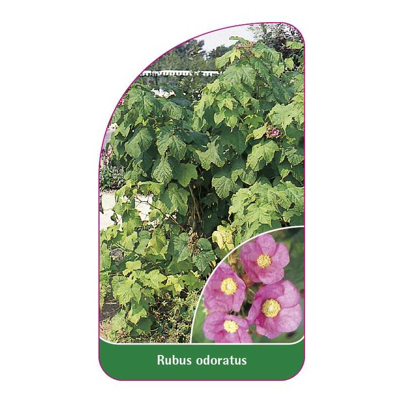 rubus-odoratus1