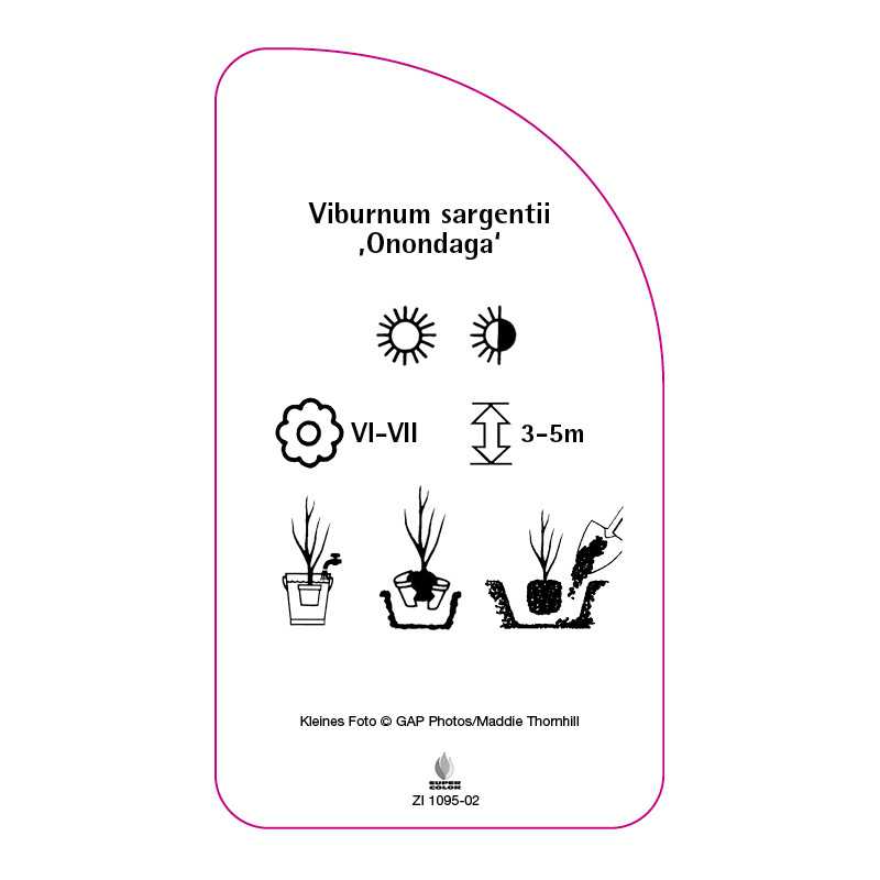 viburnum-sargentii-onondaga-0
