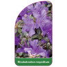 rhododendron-impeditum-standard1