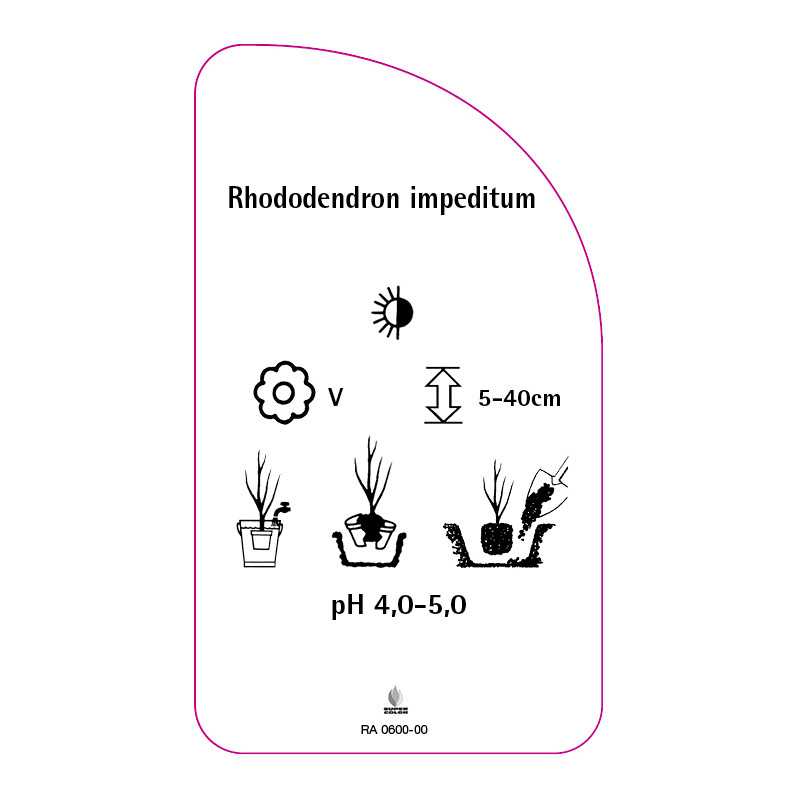 rhododendron-impeditum-standard0