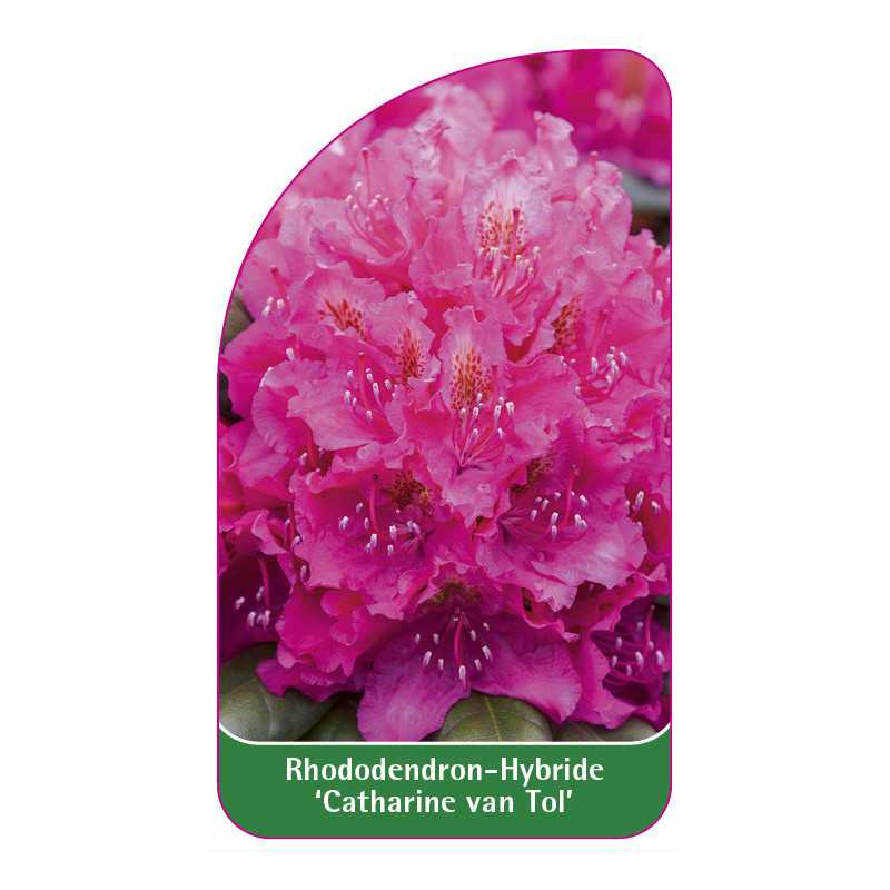 rhododendron-catharine-van-tol-b1