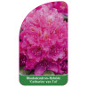 rhododendron-catharine-van-tol-b1
