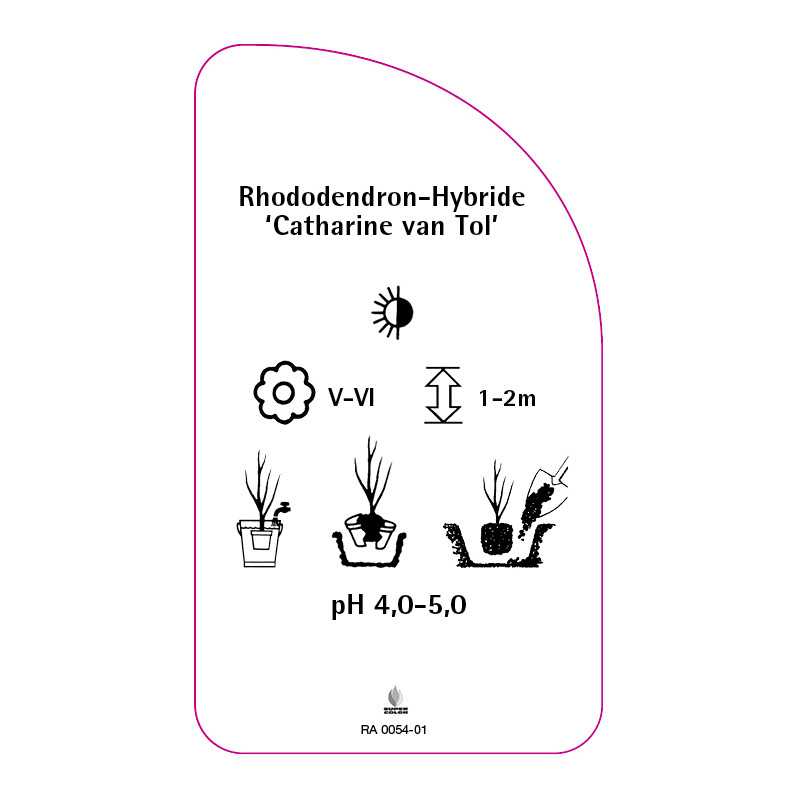 rhododendron-catharine-van-tol-b0