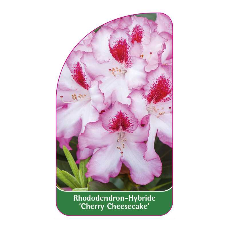 rhododendron-cherry-cheesecake-b1