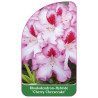 rhododendron-cherry-cheesecake-b1