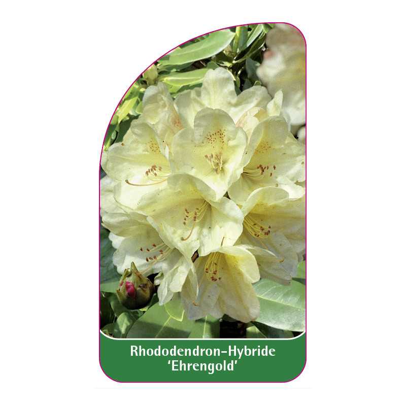 rhododendron-ehrengold-1